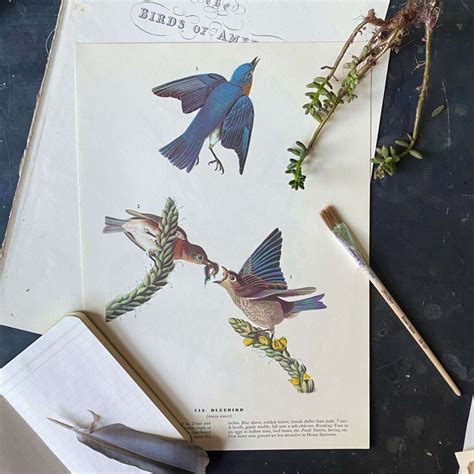 Vintage Audubon Bird Prints Bluebird And White Crowned Sparrow John