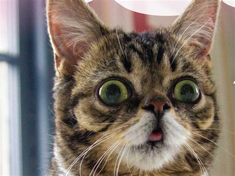 lil bub famed internet cat with dwarfism gets a backstory in a new book