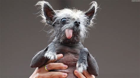 Worlds Ugliest Dogs So Ugly Theyre Cute