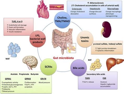 Gut Microbiota In Cardiovascular Health And Disease Circulation Research