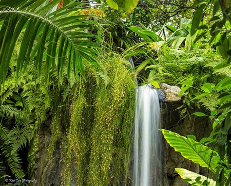 El Desarrollo De Un Bosque Tropical Plantas