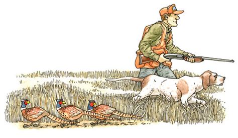 Outsmarting Pressured Pheasant The Bird Hunting Society