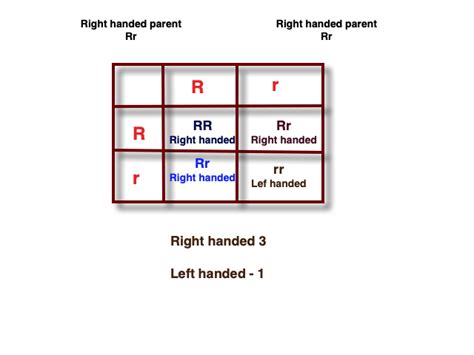 The Gene For Right Handedness Is Dominant Over The Gene For Left