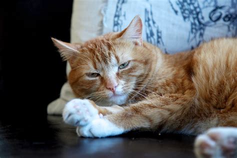 Orange Cat Looking Fierce · Free Stock Photo