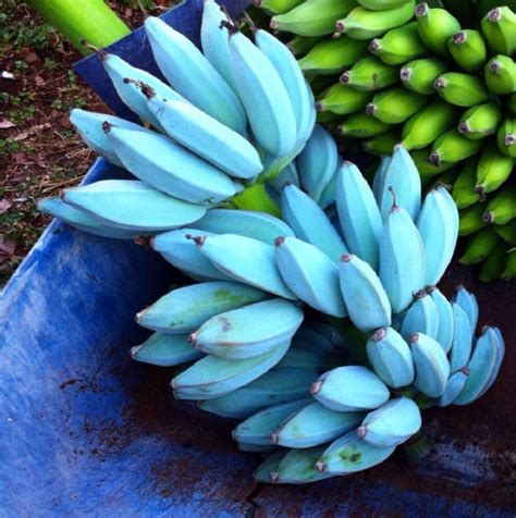 Muda De Banana Azul Blue Java Especie Rara Mercado Livre