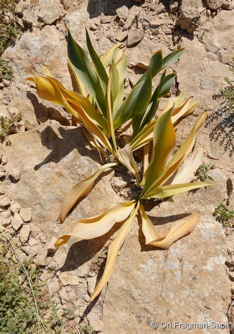 Drimia Aphylla Forssk Jcmanning And Goldblatt Plants Of The World