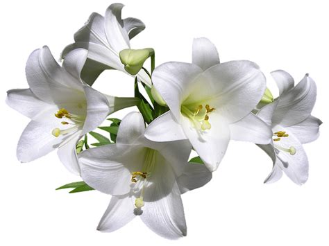 Lilies White Flowers Free Photo On Pixabay