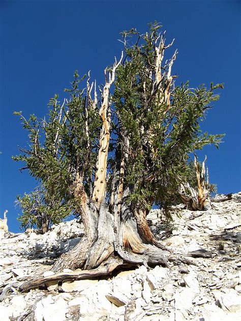 Let's begin our list of the oldest trees in the world! Methuselah - The World's Oldest Tree | Ang's Web-log