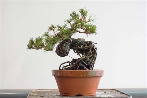 Rootlets bury into the earth, absorbing, by osmosis, water and the mineral substances dissolved in it. Improving exposed root pine bonsai with a single bend ...