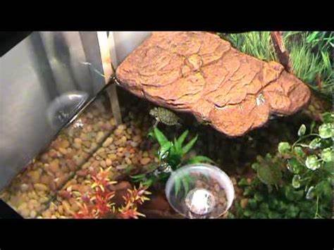 Baby Red Eared Slider Turtle Tank Setup Beautiful 3 baby red ear 