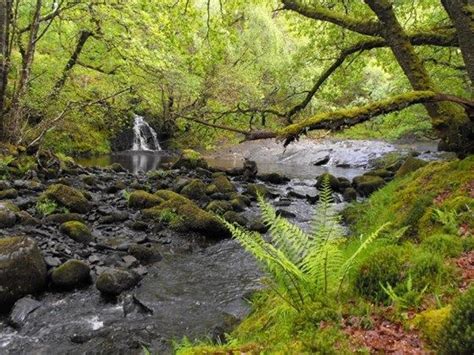 Llennyrch Secure The Future Of This Precious Celtic Rainforest