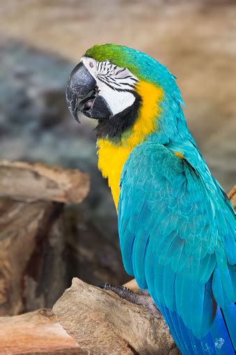 Sleeping Macaw Stock Photo Download Image Now 2015 Animal Animal