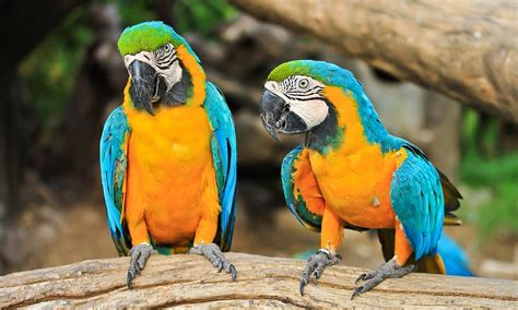Top 10 Most Beautiful Parrots In The World The Mysterious World Vlr