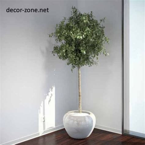 Keep the ceiling fan on in the room every once in a while or a window. large indoor plants ideas, make a green corner