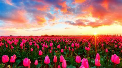 Download Images For Tulip Field 4k Ultra Hd Image Id