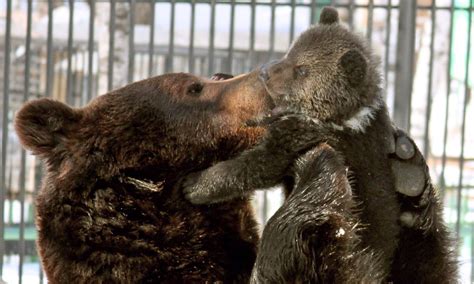 From Russia With Love The Doting Father Bear Who Cant Help Cuddling