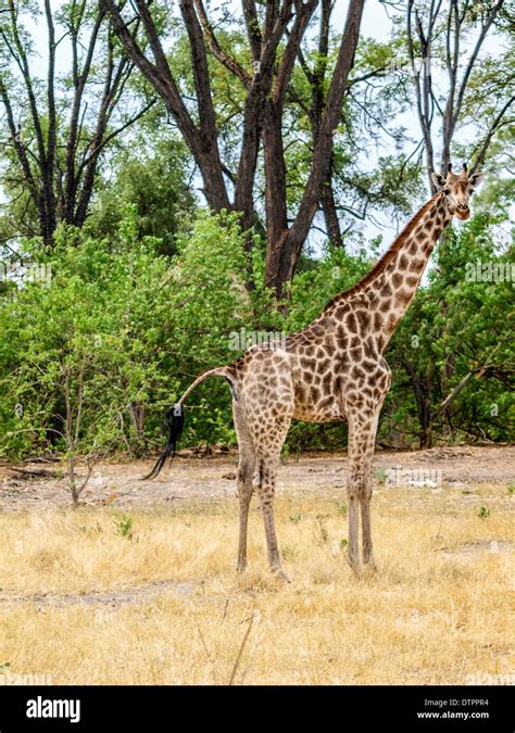 West African Giraffe Hi Res Stock Photography And Images Alamy