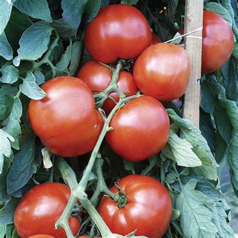 Bhn 444 F1 Hybrid Tomato Seeds Etsy