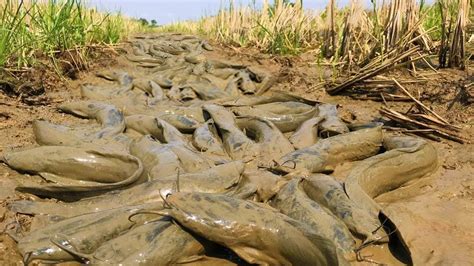 Amazing Fishing Many Catfish In Mud At Rice Field Fisherman Find