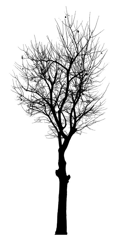 Tree Silhouette Vector Png