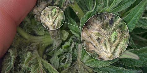 Bud Rot Botrytis On Cannabis Prevention And Treatment Amsterdam