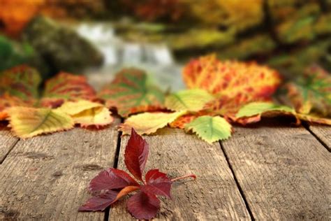 Wallpaper Autumn Leaves ·① Wallpapertag