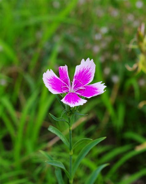 Flower Pentax User Photo Gallery