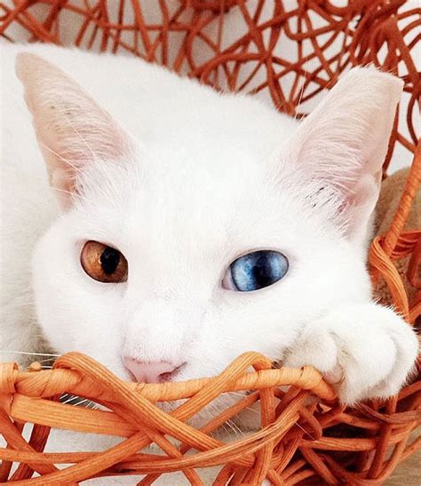 10 Of The Most Beautiful Cats In The World Bored Panda