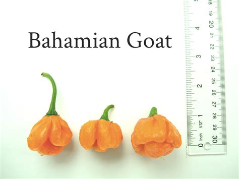 bahamian goat pepper chili peppers