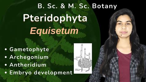 Pteridophyta Equisetum Gametophyte Sex Organs Embryo Development Botany Youtube