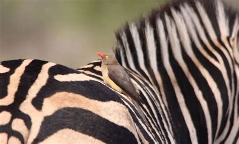 Red Billed Oxpecker The Animal Facts Appearance Diet Habitat