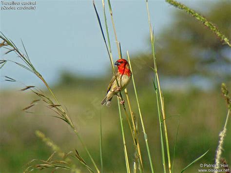 Cardinal Quelea Quelea Cardinalis Palh170605