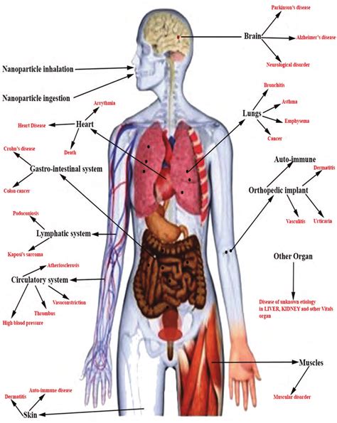 We'll identify as many organs as we can, see how they fit into. Different route of iNPs exposure to the body and vital ...