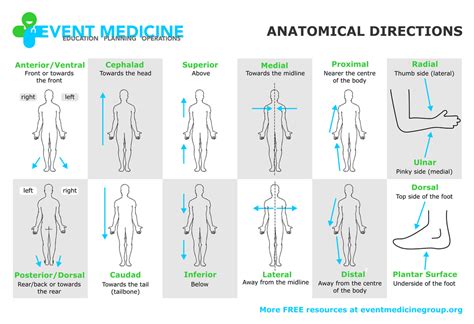 Anatomical Directions Leftright The Patients Leftright Anterior