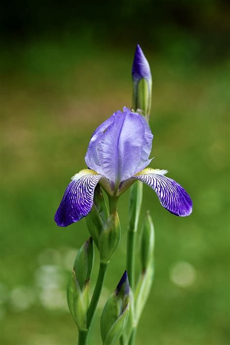 Iris Irisblüte Flor Foto Gratis En Pixabay