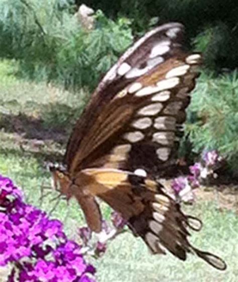 Giant Swallowtail What S That Bug