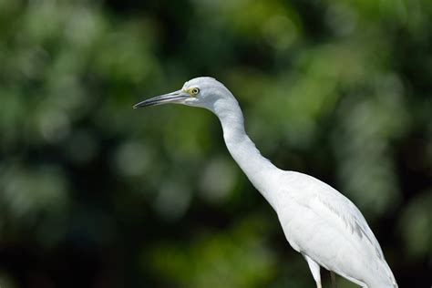 The Amazing Life Juvenile Little Blue Heron Egretta Caerulea Of Belize