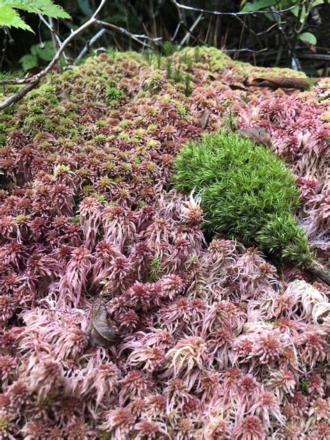 What Is Making This Sphagnum Moss Turn Pink It Hasnt Rained In Awhile