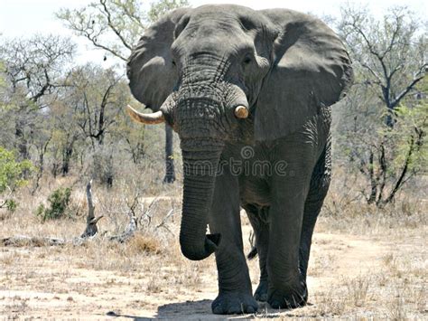 Large Bull Elephant Stock Image Image Of Africa Ground 30392777