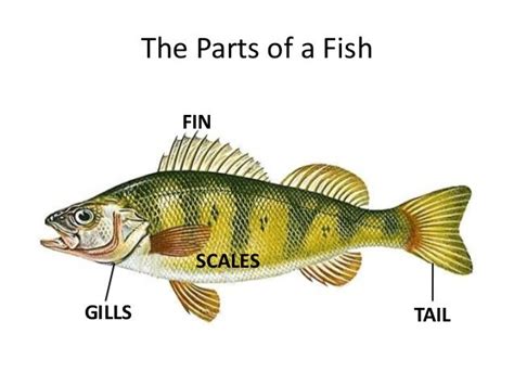 Fish With Scales And Fins List Driverlayer Search Engine