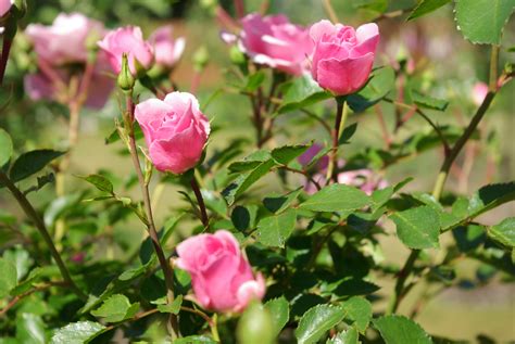 Róża Pienna Różowa Pink Peace Tree Rose Pink Pink Peace Rose Trees