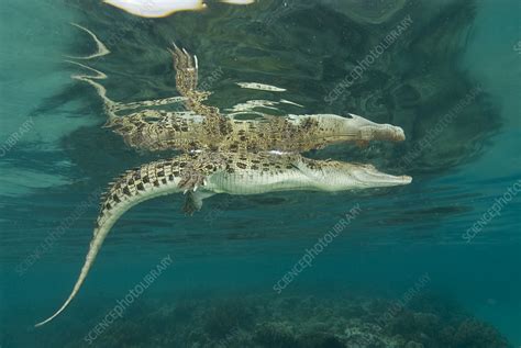 Saltwater Crocodile Swimming At The Surface Stock Image C0412683