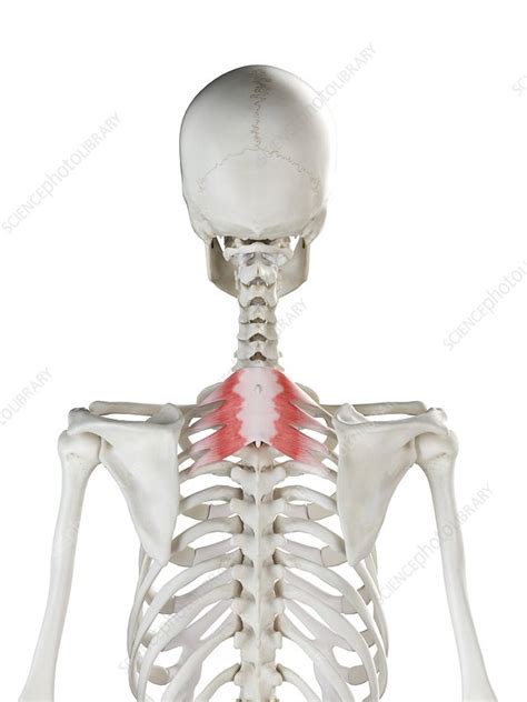 Serratus posterior superior muscle, illustration - Stock Image - F026