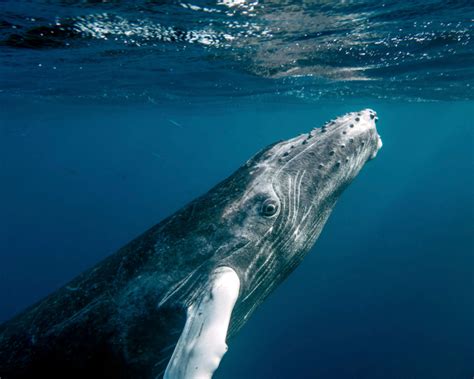 Humpback whales, species of whale found in antarctica. Humpback Whale - Facts, Diet, Habitat & Pictures on ...