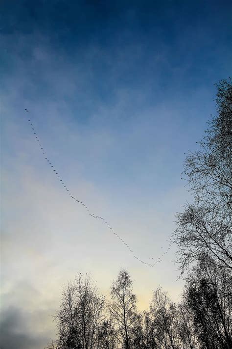 Hd Wallpaper Migratory Birds Flock Of Birds Sky Swarm Clouds Fly
