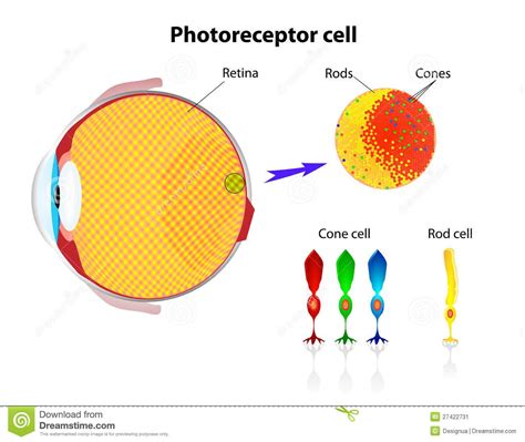 Cone Cells Cone Cells Are At The Heart Of Our Color Perception They