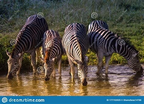 Thirsty Plains Zebra Equus Quagga Quenching Their Thirst On A Hot Dry