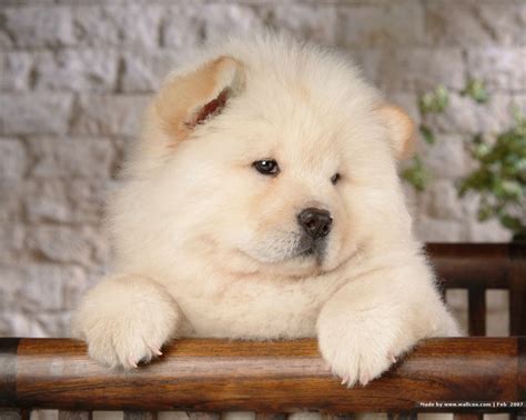 Hmmmm A White Chow Cute Dogs Breeds Chow Chow Dog Puppy Chow Chow