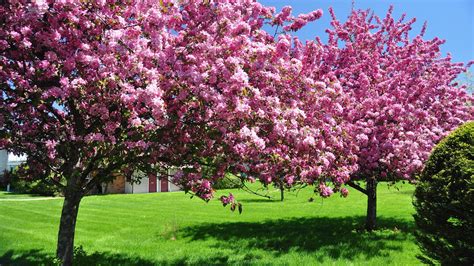 Blossom Trees In The Garden Spring Season Hd