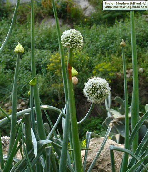 La nueva cepa está remplazando de manera rápido a otras versiones del virus. Allium cepa (Garden Onion) : MaltaWildPlants.com - the ...